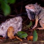 cercetatorii cred ca ochii vertebratelor au fost initial un singur ochi in varful capului 69dba7aca8fe4