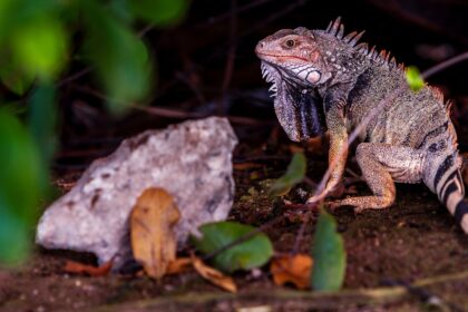 cercetatorii cred ca ochii vertebratelor au fost initial un singur ochi in varful capului 69dba7aca8fe4