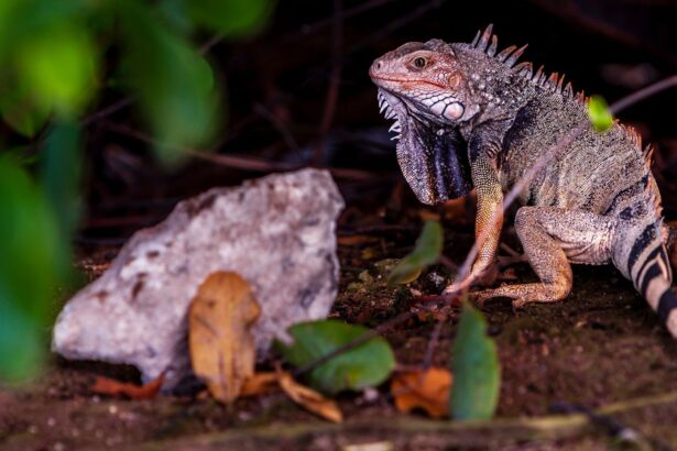 cercetatorii cred ca ochii vertebratelor au fost initial un singur ochi in varful capului 69dba7aca8fe4