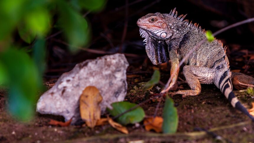 cercetatorii cred ca ochii vertebratelor au fost initial un singur ochi in varful capului 69dba7aca8fe4