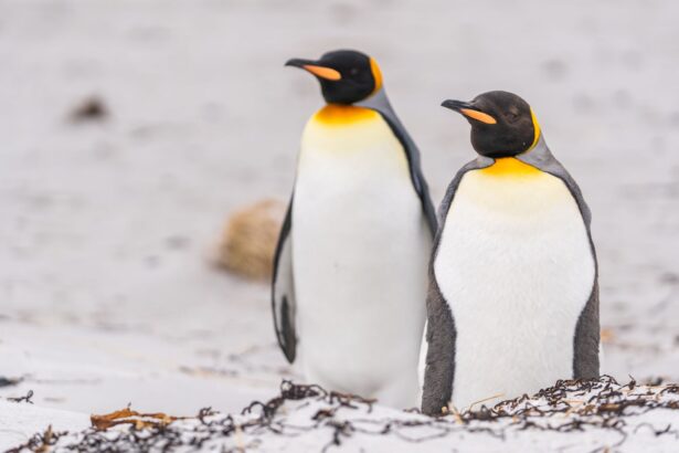 ceva tulburator se intampla cu pinguinii care au mancare la discretie 69d3ccbe27647