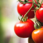 cu cat se vand rosiile romanesti la poarta solariilor producator anul acesta au fost cele mai mari costuri din ultimii ani 69d10d0ae5ff9