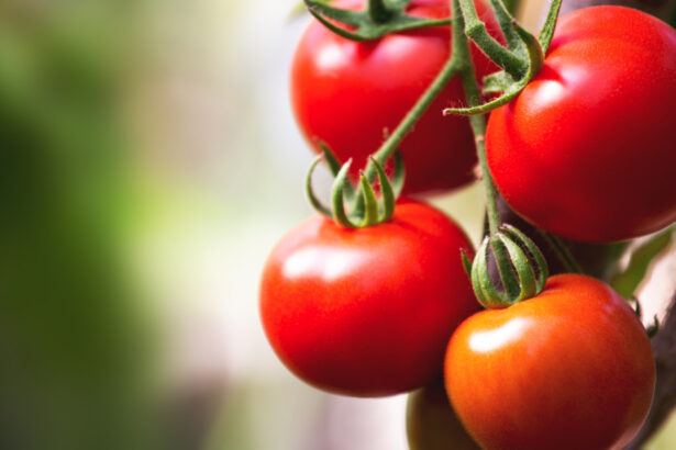 cu cat se vand rosiile romanesti la poarta solariilor producator anul acesta au fost cele mai mari costuri din ultimii ani 69d10d0ae5ff9