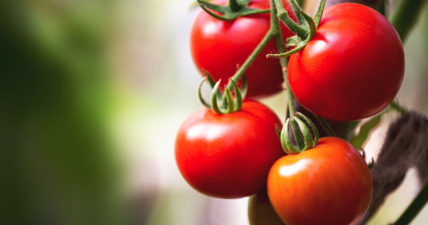 cu cat se vand rosiile romanesti la poarta solariilor producator anul acesta au fost cele mai mari costuri din ultimii ani 69d10d0ae5ff9