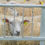 cum afecteaza conflictul din orientul mijlociu exporturile de ovine dsvsa impactul va fi vizibil dupa paste 69d384dc9a109