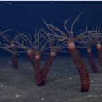 cum arata un stramos al meduzelor de acum 450 de milioane de ani 69eb959510d72