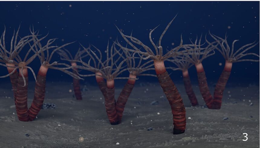 cum arata un stramos al meduzelor de acum 450 de milioane de ani 69eb959510d72