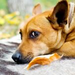 cum iti poti da seama atunci cand cainele tau sufera 69ea2f1f1cc9d