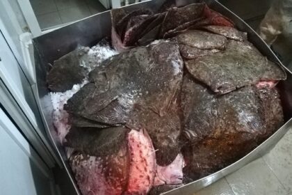 doi braconieri au fost depistati la debarcaderul de pe lacul costinesti cu peste 30 de kg de calcan 69e1f43b35ace