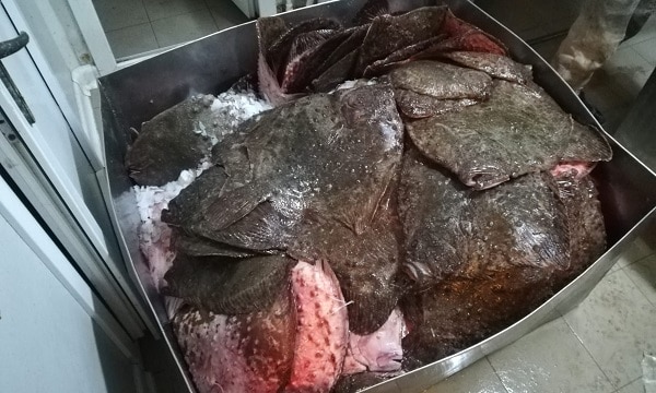 doi braconieri au fost depistati la debarcaderul de pe lacul costinesti cu peste 30 de kg de calcan 69e1f43b35ace