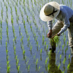 efectele razboiului din iran lipsa combustibilului ameninta productia de orez in asia 69da329bb3201