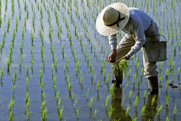 efectele razboiului din iran lipsa combustibilului ameninta productia de orez in asia 69da329bb3201