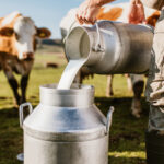 exclusiv criza in fermele de lapte din romania producatorii sunt afectati grav de razboiul din orientul mijlociu toata lumea e la pamant 69ce0104db0d8