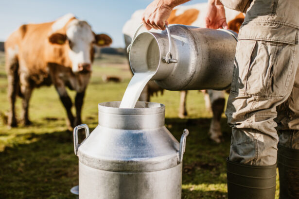 exclusiv criza in fermele de lapte din romania producatorii sunt afectati grav de razboiul din orientul mijlociu toata lumea e la pamant 69ce0104db0d8