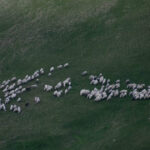 ministrul mediului acuza un fake news in zonele prioritare pentru biodiversitate nu vor fi oprite pasunatul sau cositul 69ef0785bd5b5