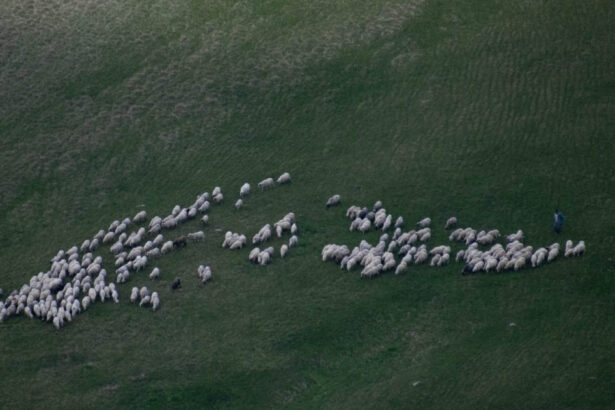 ministrul mediului acuza un fake news in zonele prioritare pentru biodiversitate nu vor fi oprite pasunatul sau cositul 69ef0785bd5b5