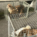 nu mai putin de 25 de caini tinuti intr un apartament de bloc din bucuresti in conditii greu de imaginat au fost salvati de aspa 69dfbba39590f