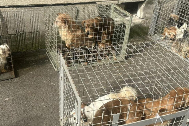 nu mai putin de 25 de caini tinuti intr un apartament de bloc din bucuresti in conditii greu de imaginat au fost salvati de aspa 69dfbba39590f
