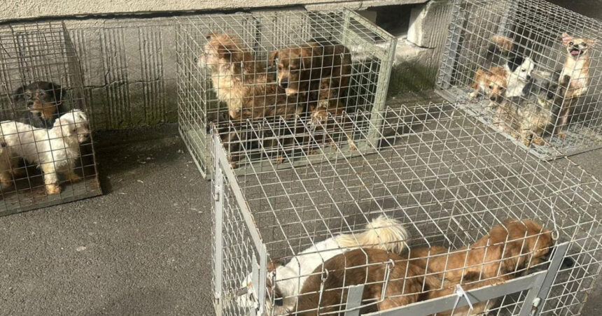 nu mai putin de 25 de caini tinuti intr un apartament de bloc din bucuresti in conditii greu de imaginat au fost salvati de aspa 69dfbba39590f