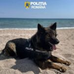 o femeie de 90 de ani din chirnogeni a fost talharita aza cainele politist a gasit rapid infractorul 69de49914d91d