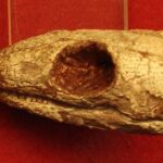 o reptila mumificata de acum 289 de milioane de ani ne arata de ce respiram asa cum o facem 69dbae8aa0c4f