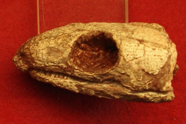 o reptila mumificata de acum 289 de milioane de ani ne arata de ce respiram asa cum o facem 69dbae8aa0c4f