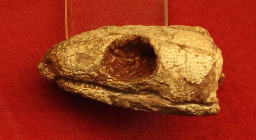 o reptila mumificata de acum 289 de milioane de ani ne arata de ce respiram asa cum o facem 69dbae8aa0c4f