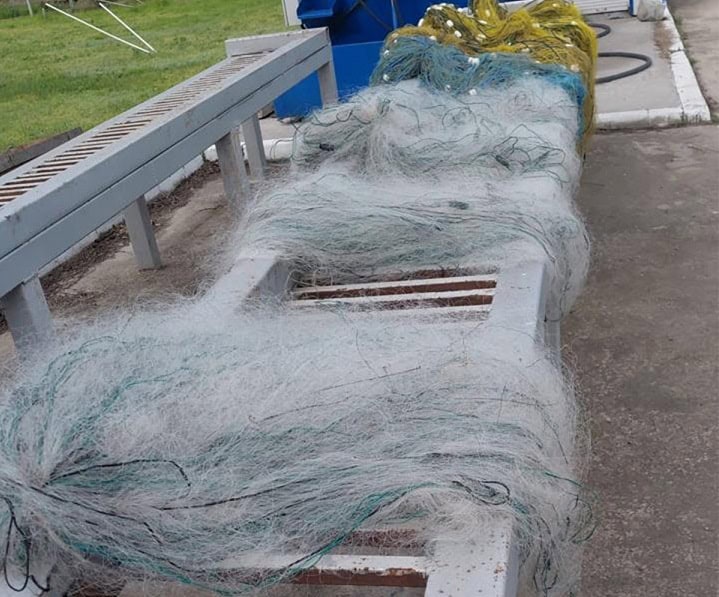 patru sturioni 65 kg de peste capturat ilegal si peste 1 500 metri de plase descoperite de politistii de frontiera tulceni 69eb2ebbdefa8