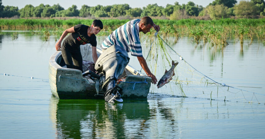 pescarii din delta dunarii au scumpit pestele din cauza costurilor cu carburantii trebuie sa acoperim pierderile 69d3d23b5b8a8