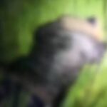 politistii de frontiera constanteni au depistat alte opt persoane care au incercat sa intre ilegal in romania 69eb3ccc8ad0e