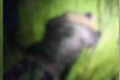 politistii de frontiera constanteni au depistat alte opt persoane care au incercat sa intre ilegal in romania 69eb3ccc8ad0e