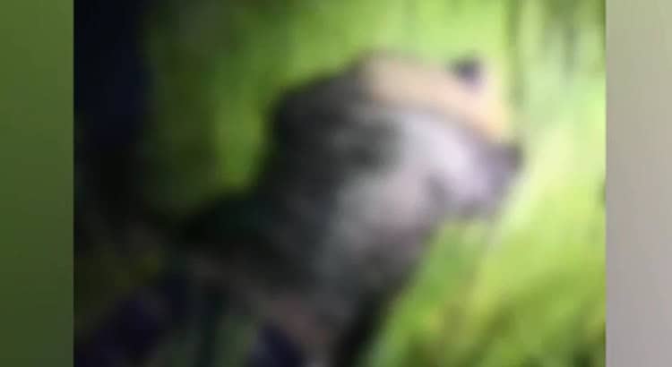 politistii de frontiera constanteni au depistat alte opt persoane care au incercat sa intre ilegal in romania 69eb3ccc8ad0e