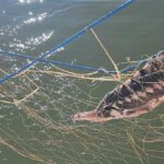 sase sturioni cinci delfini si un rechin prinsi in plase ilegale salvati de politistii garzii de coasta 69edc73472095