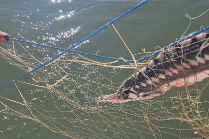 sase sturioni cinci delfini si un rechin prinsi in plase ilegale salvati de politistii garzii de coasta 69edc73472095