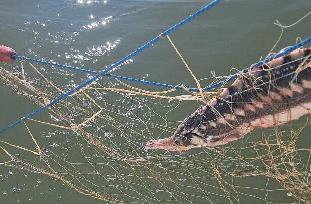 sase sturioni cinci delfini si un rechin prinsi in plase ilegale salvati de politistii garzii de coasta 69edc73472095