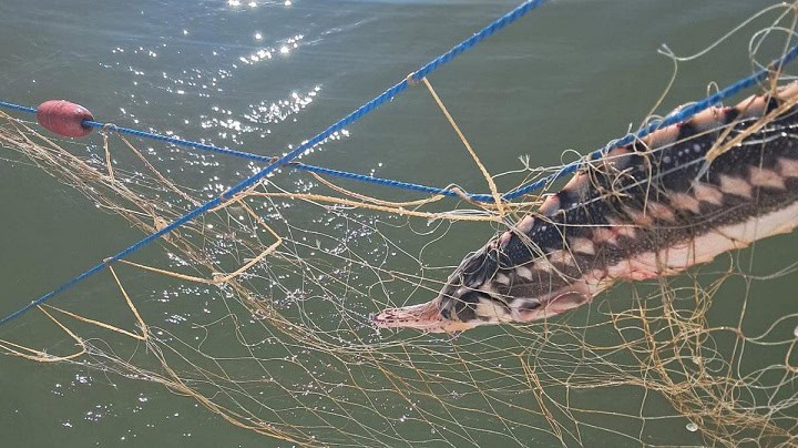 sase sturioni cinci delfini si un rechin prinsi in plase ilegale salvati de politistii garzii de coasta 69edc73472095