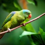 se pare ca nu doar oamenii ci si papagalii folosesc nume pentru a vorbi intre ei 69f21f0b78758