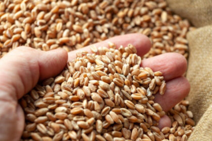 statele unite au cumparat grau din polonia in ultimele saptamani 69ebada48ced8