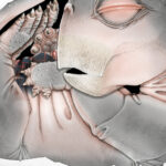 stramosii mamiferelor depuneau intr adevar oua descoperirea facuta cu ajutorul unui supermicroscop 69dab15465260