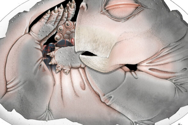 stramosii mamiferelor depuneau intr adevar oua descoperirea facuta cu ajutorul unui supermicroscop 69dab15465260