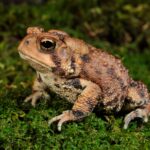 test de cultura generala cate insecte poate manca o broasca intr o zi 69ce7f9eb07d9