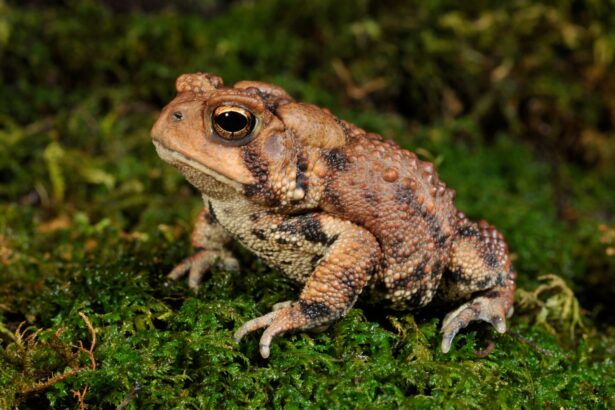 test de cultura generala cate insecte poate manca o broasca intr o zi 69ce7f9eb07d9