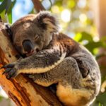 test de cultura generala de ce koala imbratiseaza mereu copacii 69cfd15891abf