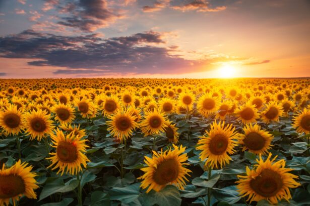 test de cultura generala de ce norii au forme diferite 69e8eb9ab7273