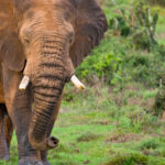un milionar american plecat la vanatoare de antilope in africa centrala a fost ucis de elefanti 69ecbcac62b6a