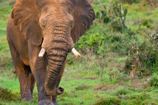 un milionar american plecat la vanatoare de antilope in africa centrala a fost ucis de elefanti 69ecbcac62b6a
