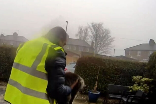 un roman din marea britanie risca sa stea cinci ani in inchisoare pentru ca a furat o pisica 69cce7536f2db