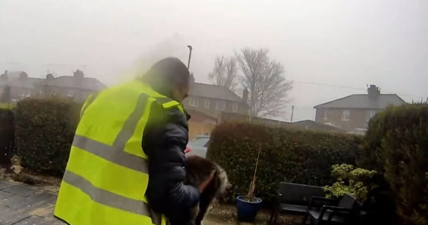 un roman din marea britanie risca sa stea cinci ani in inchisoare pentru ca a furat o pisica 69cce7536f2db