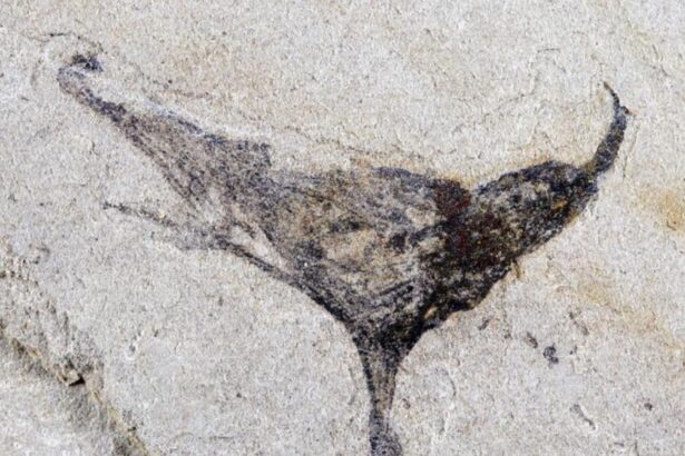 un sit fosilifer din china dezvaluie o multitudine de creaturi complexe care au trait inainte de explozia cambriana 69d51e02e5b4e