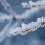 val de frig in maramures temperaturi de 13 grade la munte si pagube in livezi din cauza inghetului 69d8c4ed0b03c